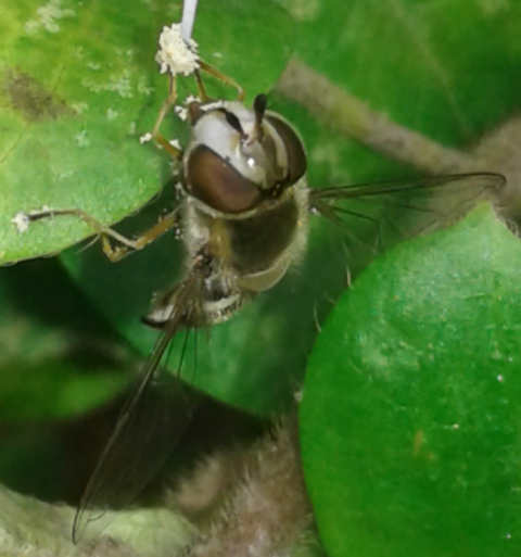 Syrphidae : Scaeva pyrastri